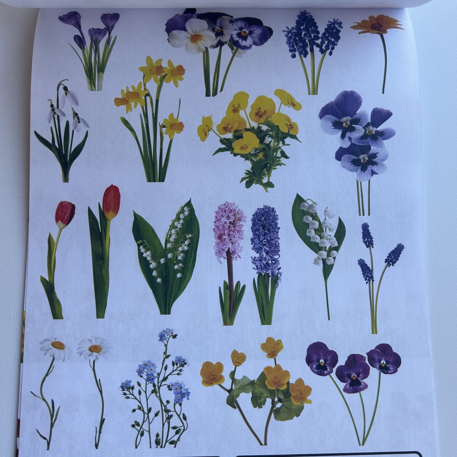 Disainpaber 80g A4 15 lehte LILLED - Image 4